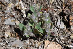 Nine Mile Canyon phacelia (Phacelia novenmillensis)