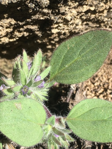 Nine Mile Canyon phacelia (Phacelia novenmillensis)