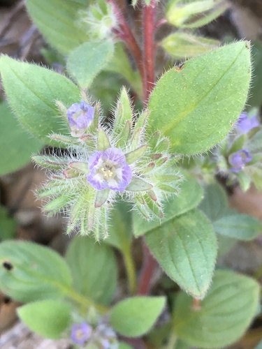 Nine Mile Canyon phacelia (Phacelia novenmillensis)