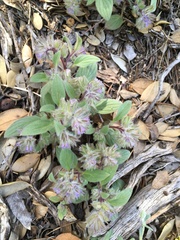 Nine Mile Canyon phacelia (Phacelia novenmillensis)