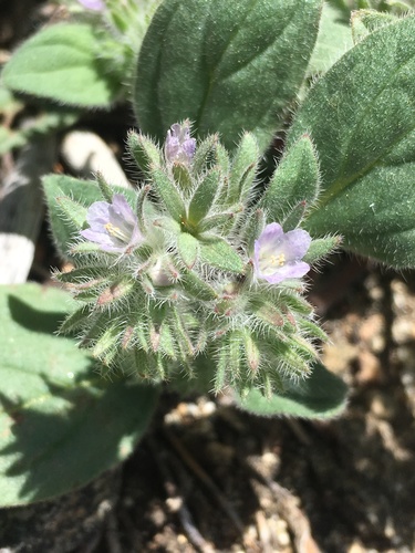 Nine Mile Canyon phacelia (Phacelia novenmillensis)