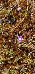 Mountain phacelia (Phacelia orogenes)