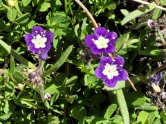 Mountain phacelia (Phacelia orogenes)