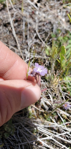 Mountain phacelia (Phacelia orogenes)