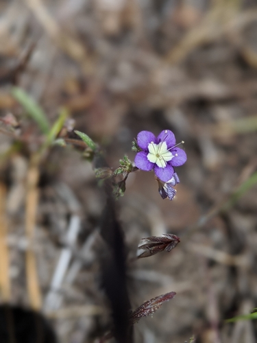Mountain phacelia (Phacelia orogenes)