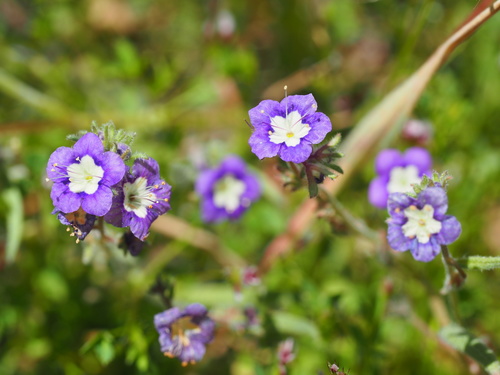 Mountain phacelia (Phacelia orogenes)