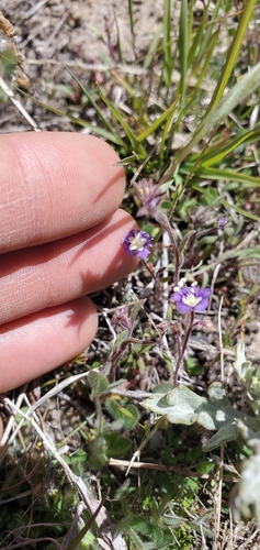 Mountain phacelia (Phacelia orogenes)