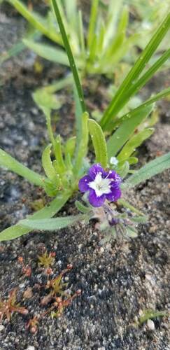 Mountain phacelia (Phacelia orogenes)