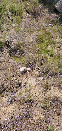 Mountain phacelia (Phacelia orogenes)