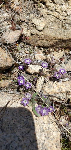 Mountain phacelia (Phacelia orogenes)