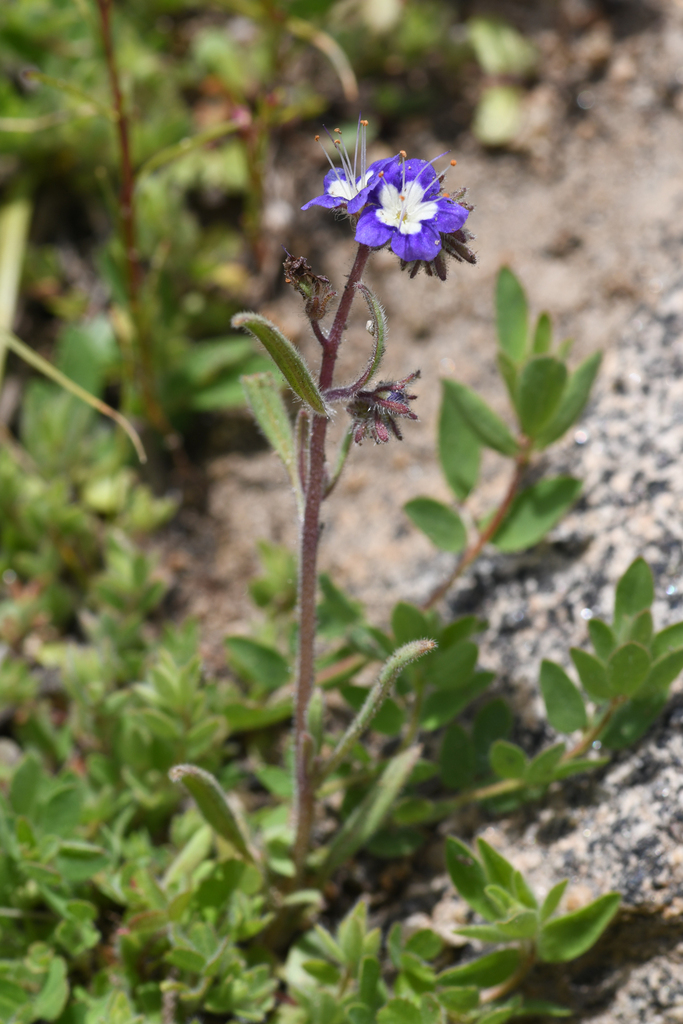 Mountain phacelia (Phacelia orogenes)
