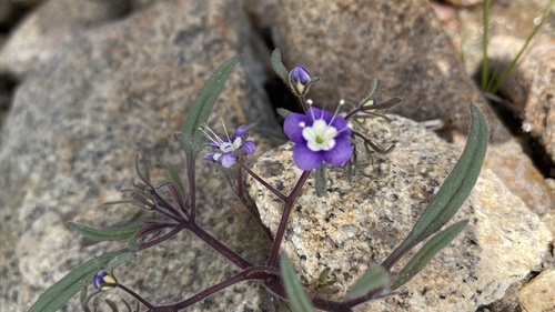 Mountain phacelia (Phacelia orogenes)