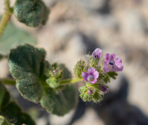Blacktack phacelia (Phacelia pachyphylla)