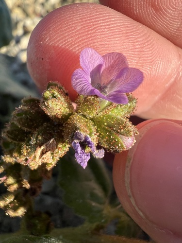 Blacktack phacelia (Phacelia pachyphylla)
