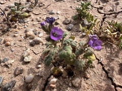 Blacktack phacelia (Phacelia pachyphylla)