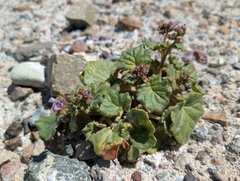 Blacktack phacelia (Phacelia pachyphylla)