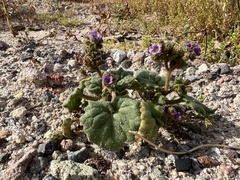 Blacktack phacelia (Phacelia pachyphylla)