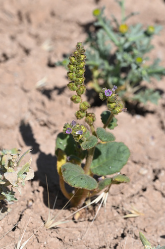 Blacktack phacelia (Phacelia pachyphylla)