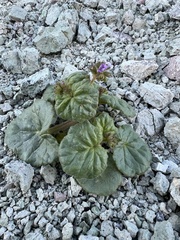 Blacktack phacelia (Phacelia pachyphylla)