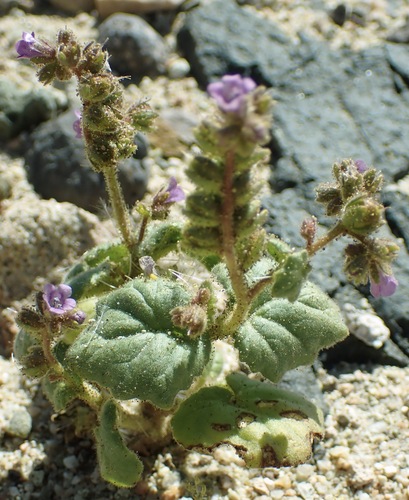 Blacktack phacelia (Phacelia pachyphylla)