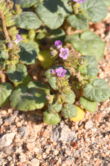 Blacktack phacelia (Phacelia pachyphylla)