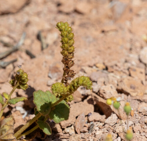 Blacktack phacelia (Phacelia pachyphylla)