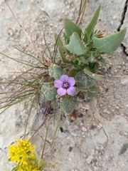 Blacktack phacelia (Phacelia pachyphylla)