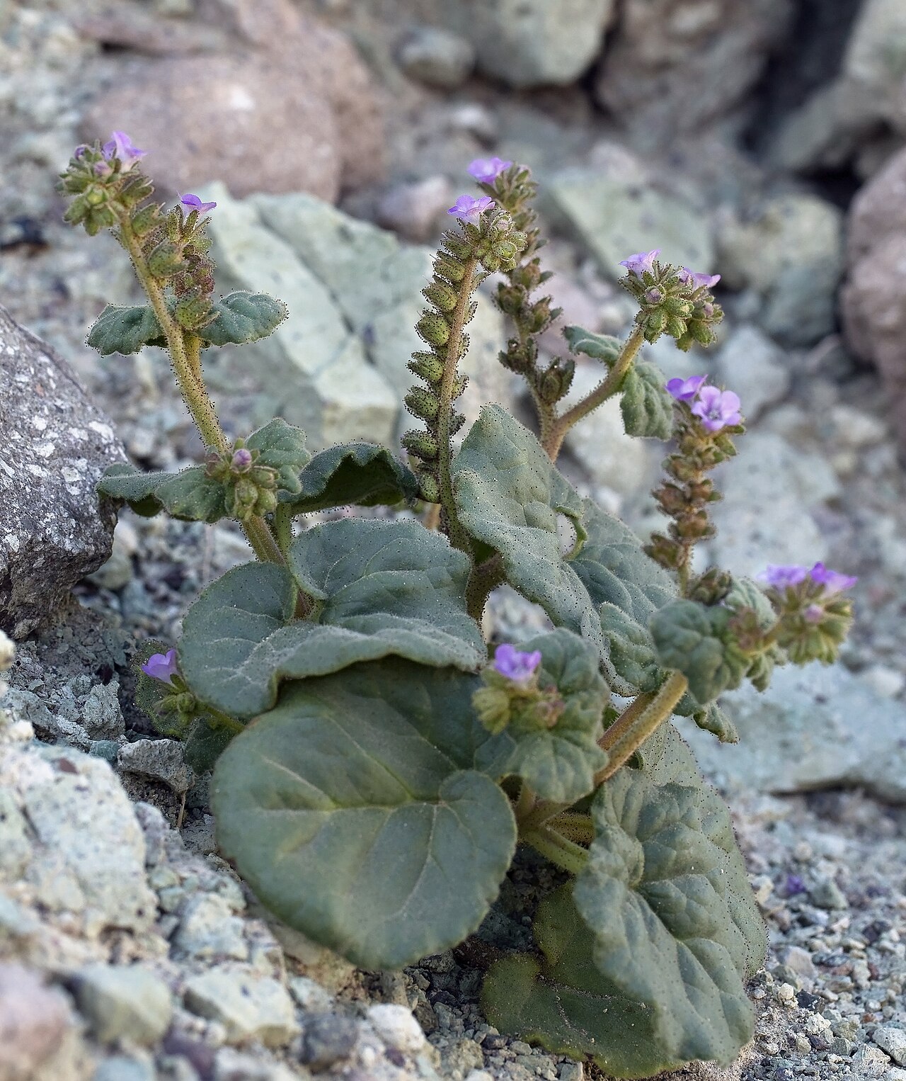 Blacktack phacelia: Phacelia pachyphylla (blacktack phacelia). On an unstable open rocky slope at Blue Point, Jawbone Canyon, Kern County, California.
