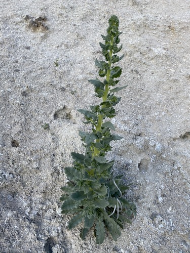 Palmer's phacelia (Phacelia palmeri)