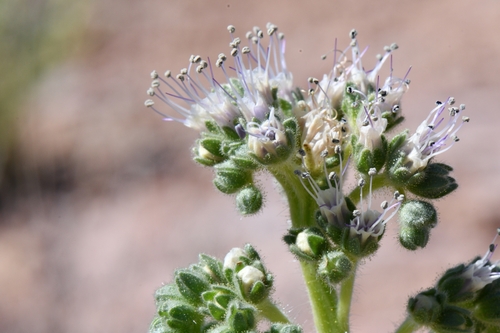 Palmer's phacelia (Phacelia palmeri)