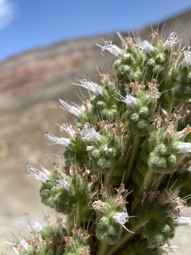 Palmer's phacelia (Phacelia palmeri)
