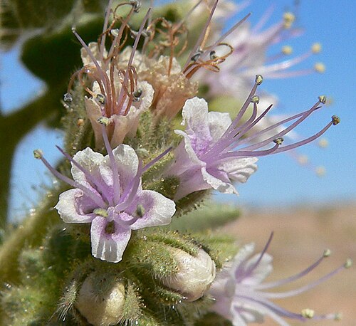 Palmer's phacelia: Phacelia palmeri in upper Gypsum Wash near where Lake Mead Blvd crosses it, Lake Mead National Recreation Area , southern Nevada