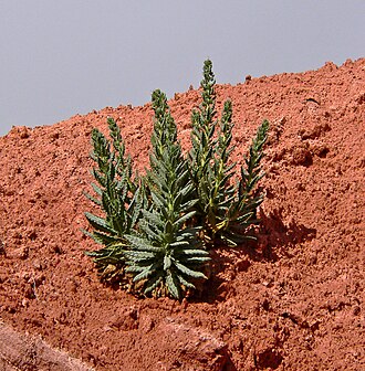 Palmer's phacelia: Phacelia palmeri in Fire Canyon Wash near Elephant Rock, Valley of Fire , southern Nevada