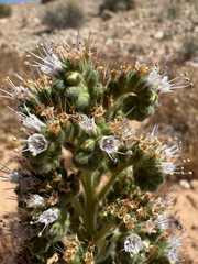 Palmer's phacelia (Phacelia palmeri)