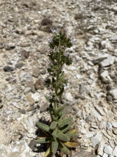 Palmer's phacelia (Phacelia palmeri)