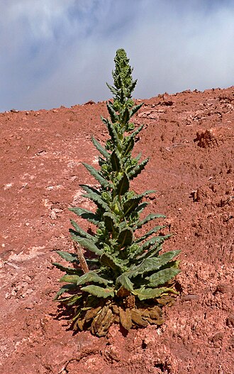 Palmer's phacelia: Phacelia palmeri in Fire Canyon Wash near Elephant Rock, Valley of Fire , southern Nevada