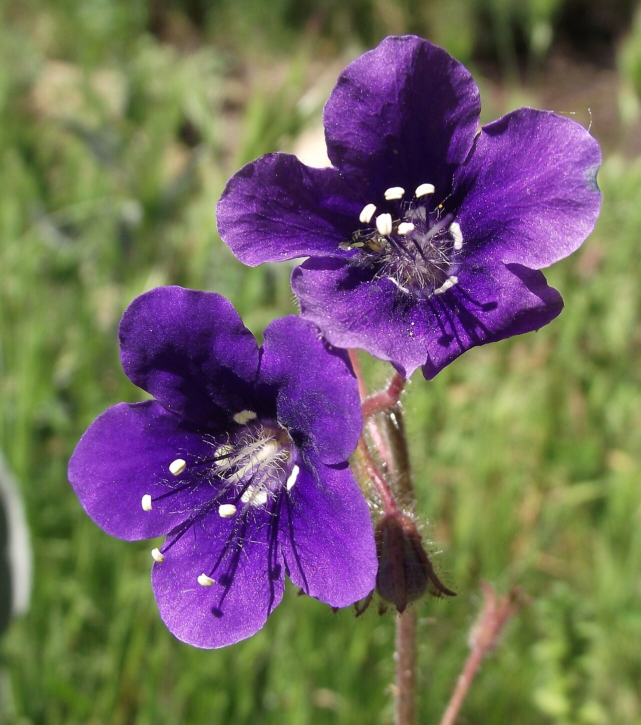 Parry's phacelia: Phacelia parryi at the San Diego Wild Animal Park, California, USA. Growing as a weed in the gardens.