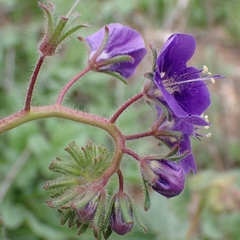 Parry's phacelia (Phacelia parryi)