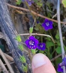 Parry's phacelia (Phacelia parryi)