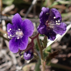 Parry's phacelia (Phacelia parryi)