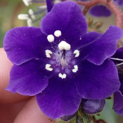 Parry's phacelia (Phacelia parryi)