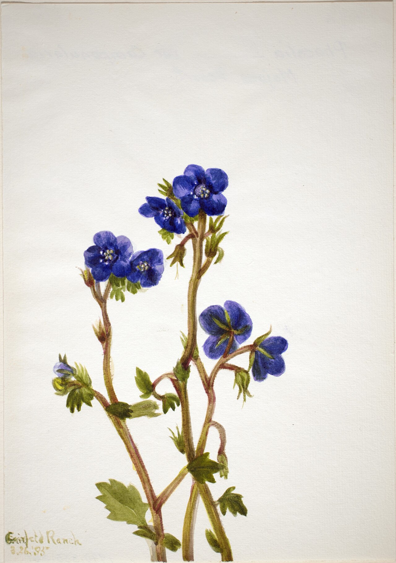 Parry's phacelia: object from the Smithsonian American Art Museum