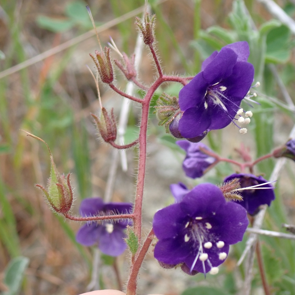 Parry's phacelia (Phacelia parryi)