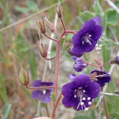 Parry's phacelia (Phacelia parryi)