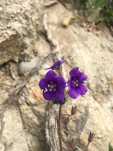Parry's phacelia (Phacelia parryi)