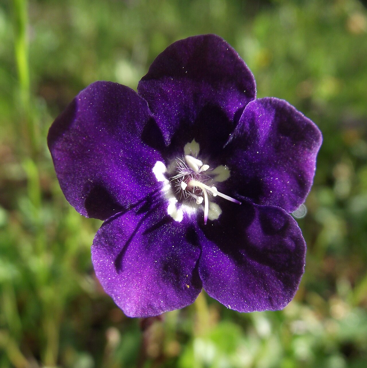 Parry's phacelia: Phacelia parryi — Parry's phacelia. At Lake Poway , in San Diego County, NW Peninsular Ranges , Southern California.