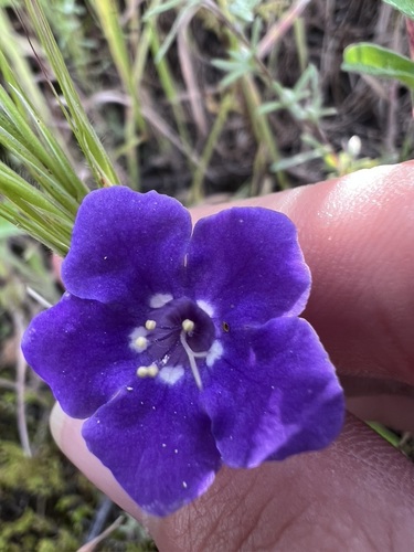 Parry's phacelia (Phacelia parryi)