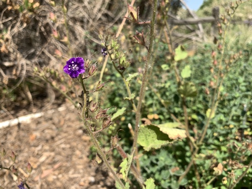 Parry's phacelia (Phacelia parryi)