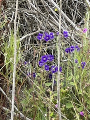 Parry's phacelia (Phacelia parryi)