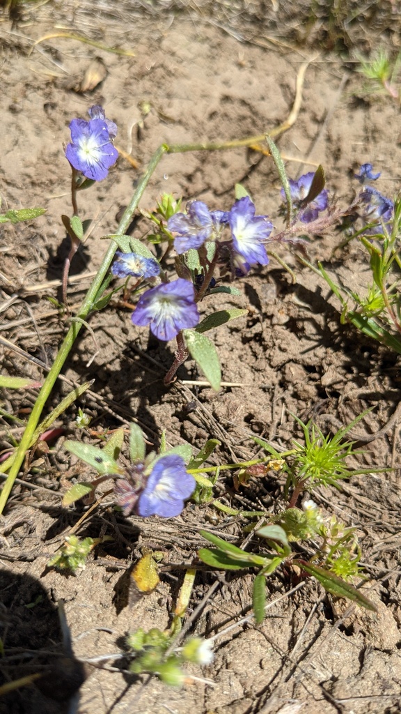 Peck's phacelia (Phacelia peckii)